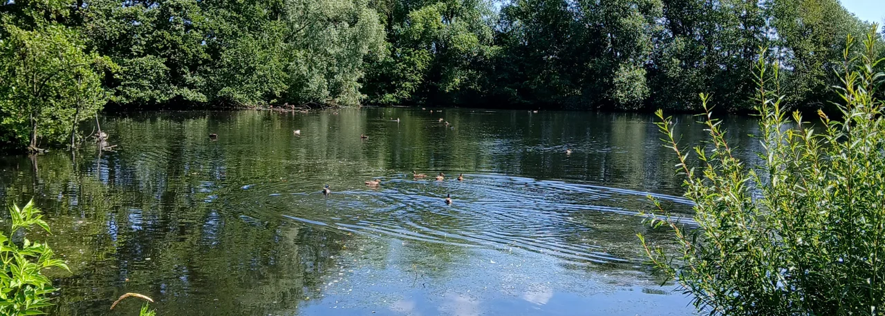Bild vergr&ouml;&szlig;ern: Teich mit Enten, umgeben von Bäumen und Ufergrün