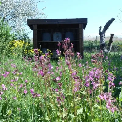 Bild vergr&ouml;&szlig;ern: Eine Blumenwiese mit lila-farbenen Blumen, im HIntergrund ein Unterstand aus Holz mit Bienenkörben