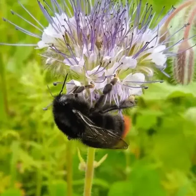 Bild vergr&ouml;&szlig;ern: Eine weiß-lila blühende Blume in Nahaufnahme mit einer Hummel