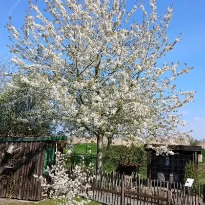 Bild vergr&ouml;&szlig;ern: Ein großer Baum mit zahlreichen weißen Blüten steht bei strahlend blauem Himmel hinter einem Holzzaun. Im Vordergrund befinden sich ein kleiner Garten und eine Holzhütte.