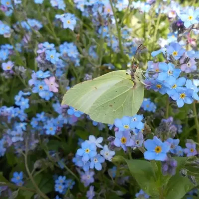Bild vergr&ouml;&szlig;ern: Ein gelber Zitronenfalter sitzt auf den blauen Blüten einer Vergissmeinnicht-Blume.