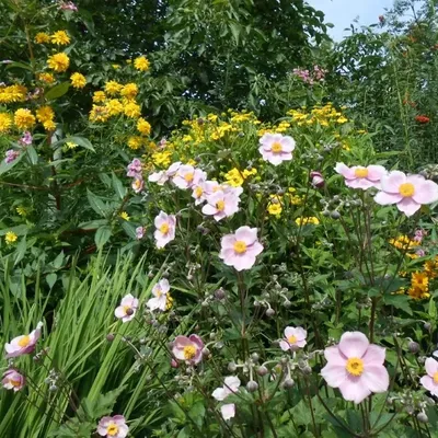 Bild vergr&ouml;&szlig;ern: Blühendes Staudenbeet im Garten mit rosa-weißen Blüten im Vordergrund, umgeben von gelb blühenden Stauden und dichtem grünem Laub im Hintergrund