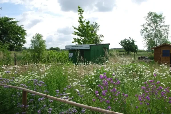 Blumenwiese mit weißen und violetten Wildblumen vor einer grünen Hütte mit Infotafel und Bäumen im Hintergrund.