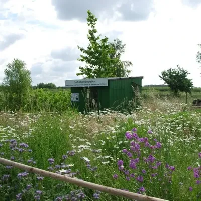 Bild vergr&ouml;&szlig;ern: Blumenwiese mit weißen und violetten Wildblumen vor einer grünen Hütte mit Infotafel und Bäumen im Hintergrund.