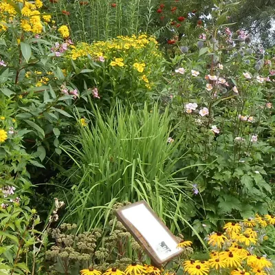 Bild vergr&ouml;&szlig;ern: Bunte Wildblumenwiese mit gelben und rosa Blüten neben einem Insektenhotel mit Infotafeln.