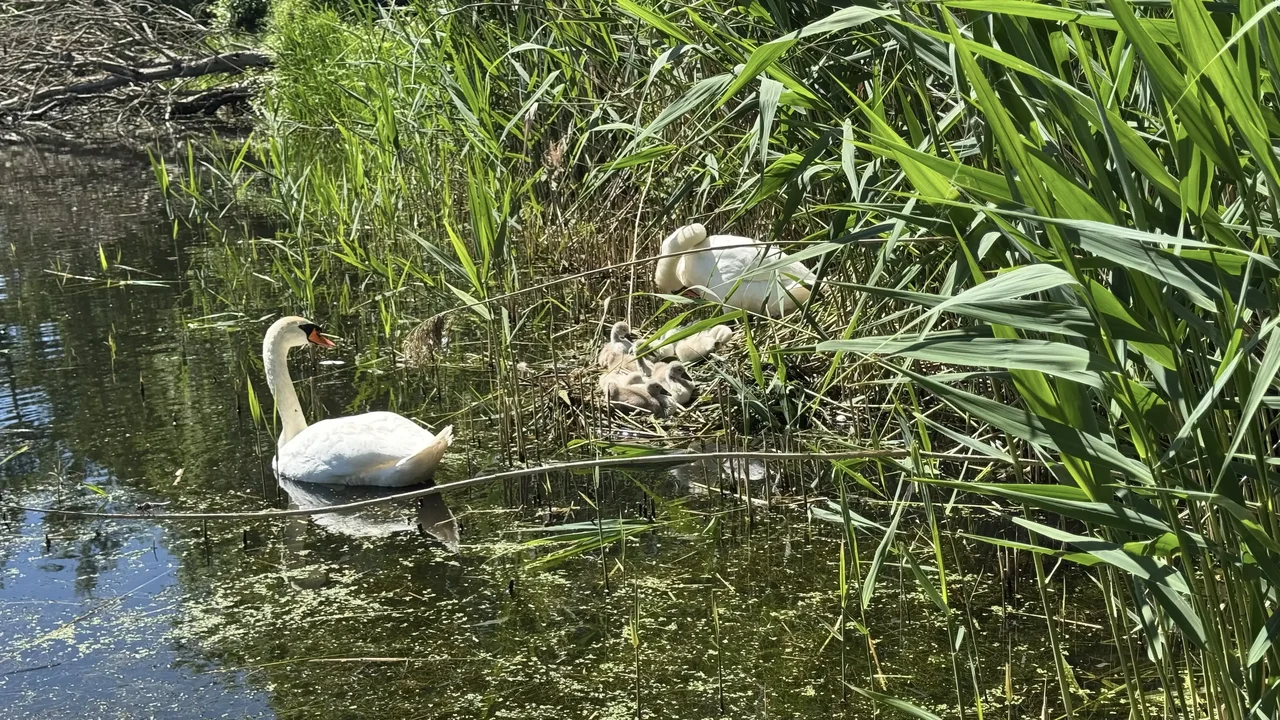 Bild vergr&ouml;&szlig;ern: Schwanenfamilie mit Jungvögeln am Teich