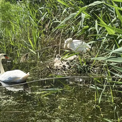 Bild vergr&ouml;&szlig;ern: Schwanenfamilie mit Jungvögeln am Teich