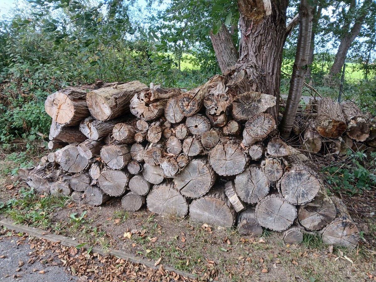 Aufgestapelter Holzstoß aus Baumstämmen am Wegrand unter Bäumen.