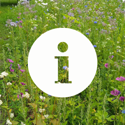 Ein weißer Kreis mit einem I für Information. Im Hintergrund eine Blumenwiese.